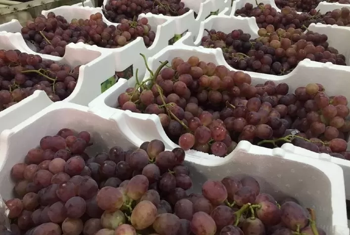 Conservadoras DaColheita em exposição na 37ª Festa da Uva de São Miguel Arcanjo