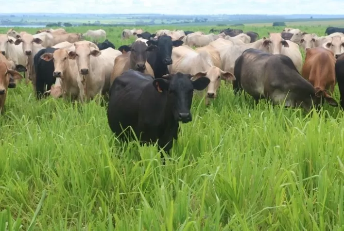 Com linha da Coopercitrus, pecuarista economiza 25% com nutrição da recria e mantém alta produtividade