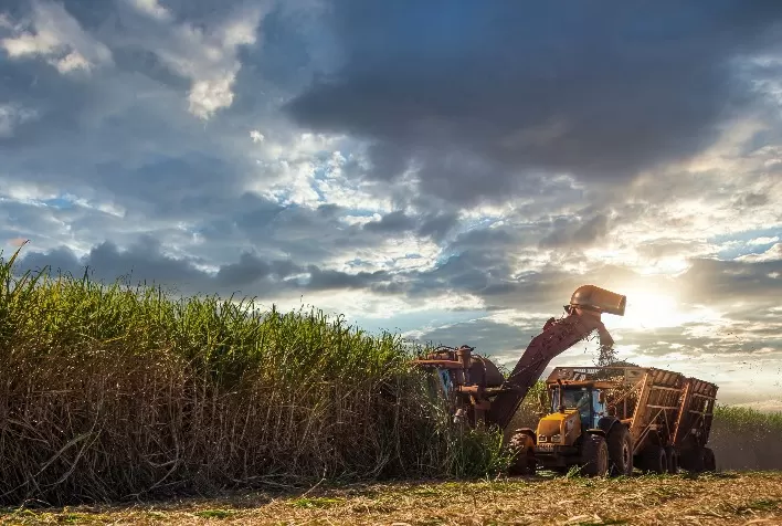 Otimismo marca previsões para a safra de cana-de-açúcar do Brasil, segundo a hEDGEpoint