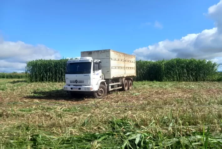 Sorgo, silagem e integração são destaques em imersão pecuária de 14 horas em Bandeirantes, MS