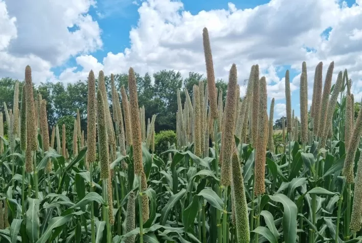 Para o fechamento do plantio na 2ª safra, milheto é opção segura e lucrativa para o produtor