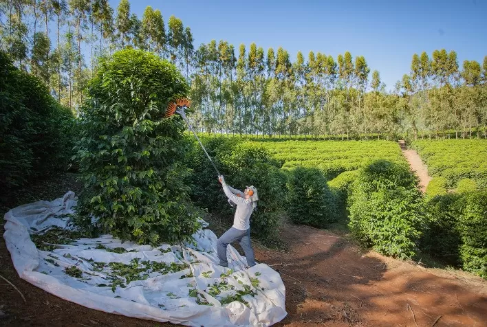 STIHL oferece condições especiais para clientes na Femagri 2023 e lança ação de experiência virtual ao público