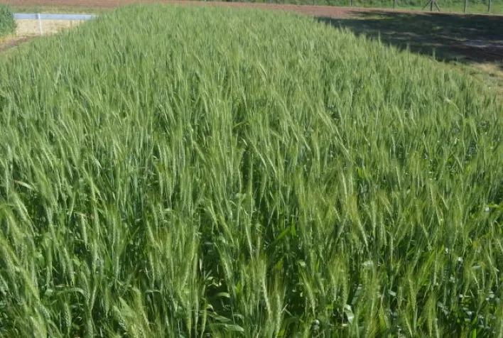 Barenbrug expande sua atuação comercial no agronegócio brasileiro com licenciamento de genética de trigo