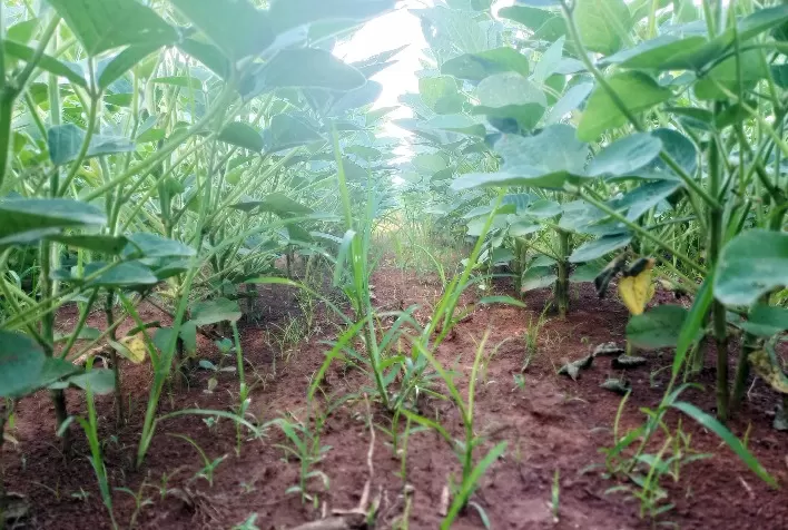 Importância do posicionamento de herbicidas pré-emergentes no manejo de plantas daninhas resistentes na soja