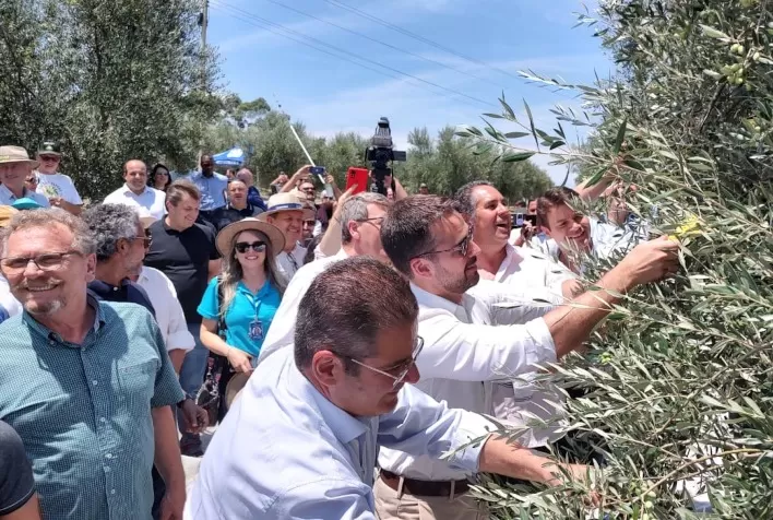 Olivicultores celebram colheita com expectativa de produzir 500 mil litros de azeite