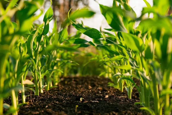 Plantio de milho avança em Mato Grosso e ‘janela ideal’ vai até dia 28; produção prevista de 46 milhões de toneladas