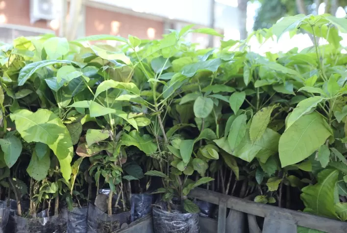 Conscientização sobre a importância das abelhas para agricultura e inventário sobre efeito estufa estão entre as novidades da Tecnoshow Comigo 2023