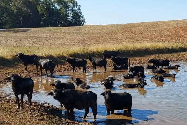 Manejo dos búfalos no verão requer cuidados especiais