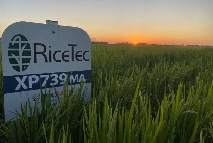 RiceTec leva tecnologia Max-Ace® para a Abertura da Colheita do Arroz 2023
