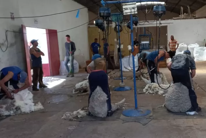 Produtores de lã certificada celebram resultado com preço alcançado na venda