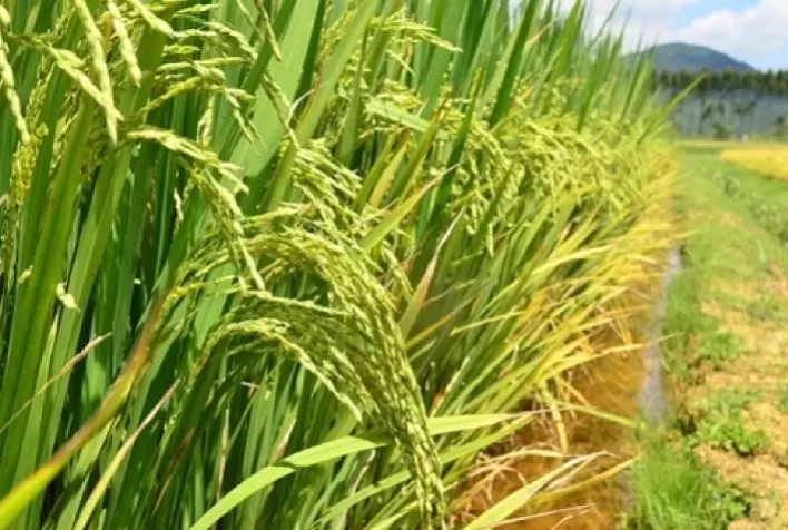 Arroz: Colheita é iniciada de forma pontual, mercado busca definição de preço