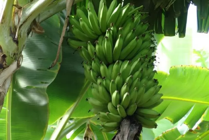 Bananicultura é opção para diversificar a agropecuária em Conselheiro Pena, Leste de Minas