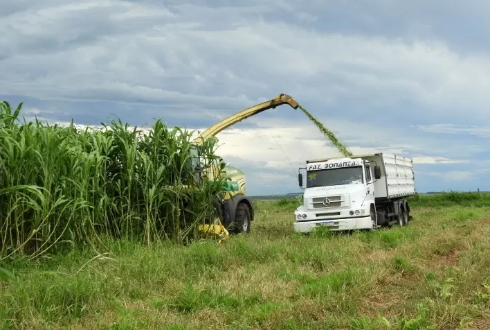 “Cultivar sorgo é produzir mais com menos”, diz Sawa