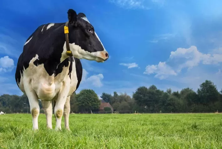 Período de transição é fase mais importante do ciclo produtivo e exige ações coordenadas para atender demanda nutricional de vacas