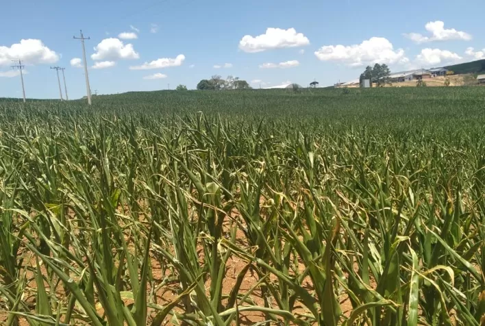 Cooperativas agropecuárias atualizam números sobre a estiagem no Rio Grande do Sul
