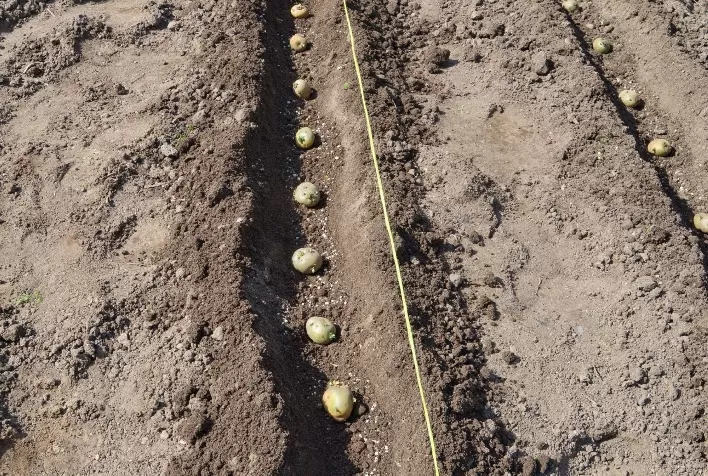 Tecnologia inédita avalia geneticamente o impacto no solo de insumos aplicados em sulco de plantio e tratamento de sementes