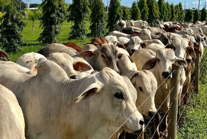 Pesagem intermediária da prova de ganho de peso a pasto do 'Zebu: Carne de Qualidade' comprova a eficiência das raças zebuínas para a produção de carne