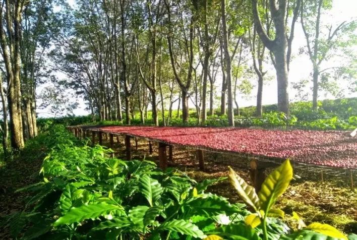 Preocupação com a safra brasileira não dá trégua e café estende os ganhos nesta 4ª feira