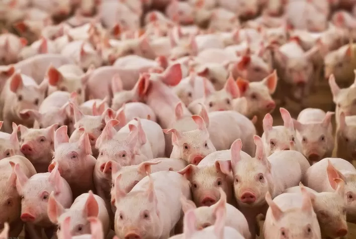 Carne suína abre 2023 com preços e exportações em alta!