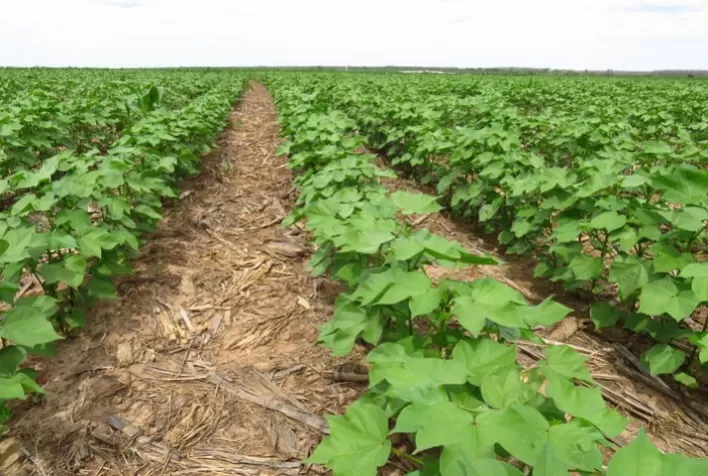 Plantio de algodão em Mato Grosso entra na reta final com atraso; cotação sobe 1%