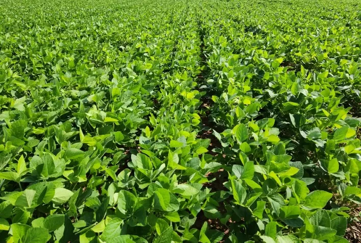 Fertilizantes biotecnológicos serão novidades na Coplacampo