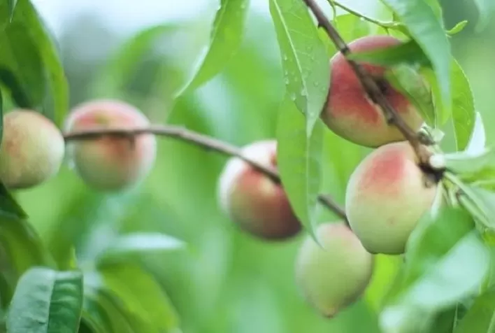 Emater-MG instala Unidade de Referência de frutas de clima temperado no Sul de Minas