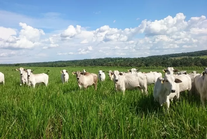 Manejo de pastagem e suplementação adequada garantem maior eficiência produtiva