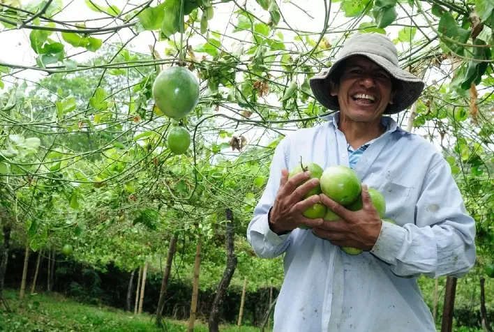 O STDF e o IICA lançam projeto para promover a diminuição de resíduos de pesticidas em exportações agrícolas e facilitar o comércio internacional em 12 países da América Latina e do Caribe