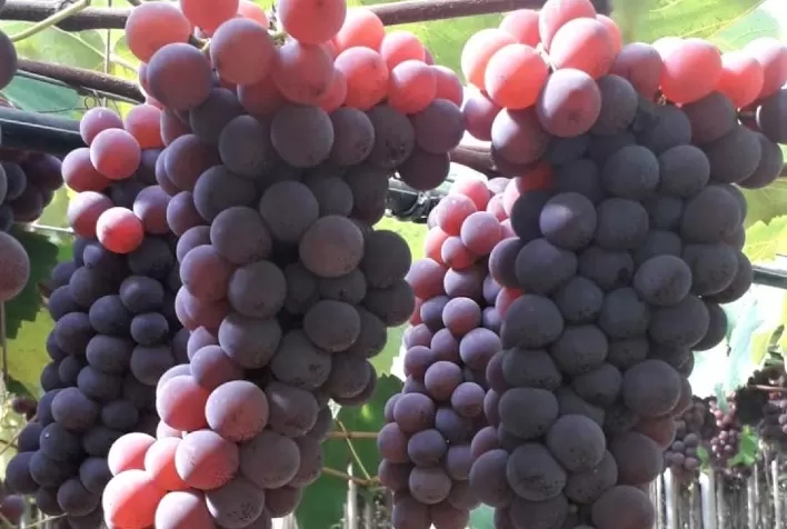 BioAtlantis lança bioestimulante que aumenta o tempo de prateleira de frutas e hortaliças