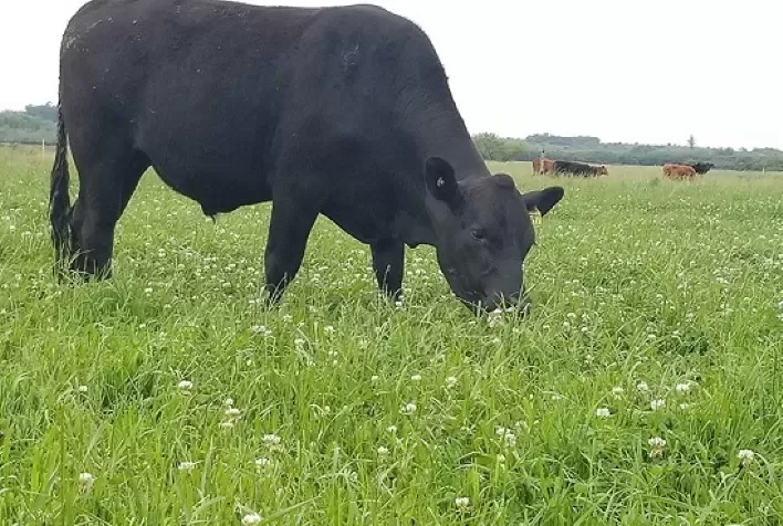 Tarde de campo discute estratégias para produção de grãos, cereais, forrageiras e ILP em terras baixas