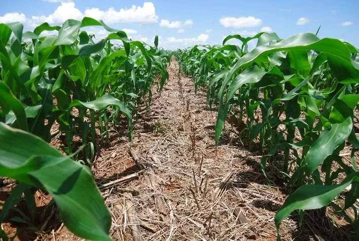 Plantio da safrinha de milho 2023 atinge 39,1% no Centro-Sul do Brasil, aponta SAFRAS
