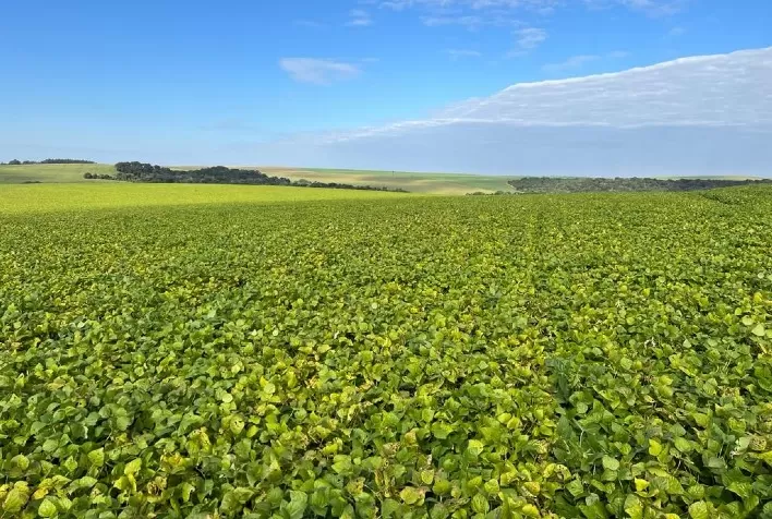 Nutrição vegetal é ferramenta importante aos produtores nos cultivos de verão
