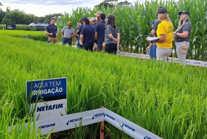 Irrigação por gotejamento em arrozais permite rotação de culturas e aumenta a lucratividade