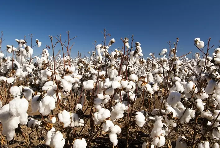 Plantio de algodão em Mato Grosso entra na reta final