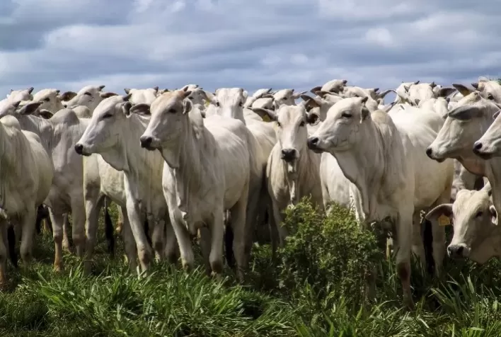 Pesquisa IEA registrou queda de 1,6% no preço da carne bovina em janeiro