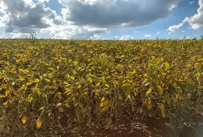 Clima estimula maior incidência de ferrugem asiática em MS