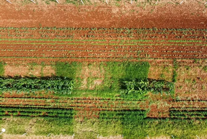 Treinamento ajuda na tomada de decisão para o controle das plantas daninhas