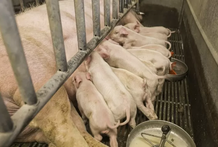 Diarreia em suínos: problema sanitário prejudica o bem-estar animal e impacta o bolso do criador