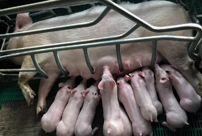 Disgalaxia pós-parto: síndrome pode causar morte de suínas e leitões. Saiba como identificar e tratar