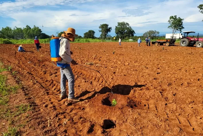 Emater expande estudos sobre pequi para a Estação Experimental de Porangatu