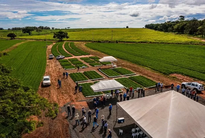 CRAS BRASIL apresenta variedades que podem aumentar em 15% a produção de amendoim
