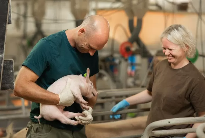 Divisão de Suínos da Boehringer Ingelheim alcança crescimento acima do mercado em 2022, com 62% de market share em imunização contra circovírus suíno