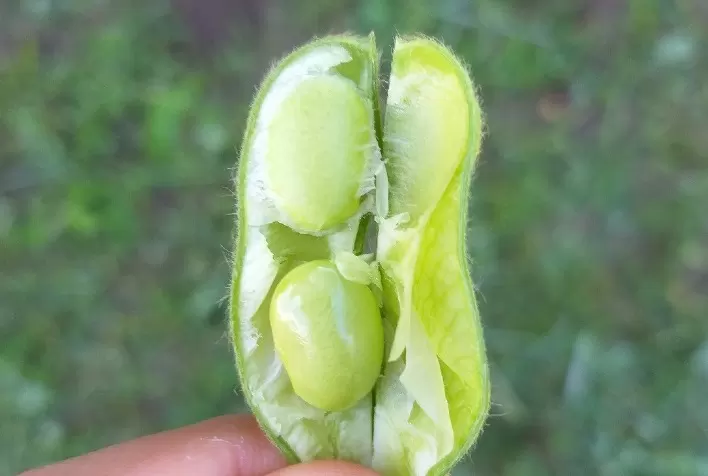 Dias de Campo apresentam variedades de soja hortaliça em São Paulo