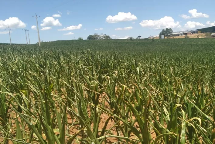Estudo do Sebrae RS aponta impactos da seca para pequenos produtores gaúchos