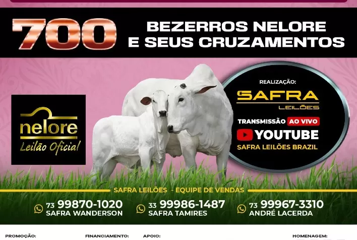Bezerros Nelore serão ofertados no 1° Leilão Dia Internacional da Mulher
