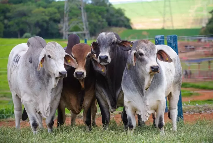 Brahman abre inscrições para 3ª Prova de Eficiência e Performance