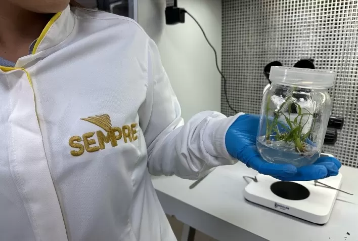 Nova classe de defensivos biodirigidos avança no controle de percevejos