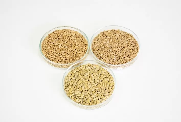 Programa Duas Safras terá seminário voltado para indústria de alimentação animal