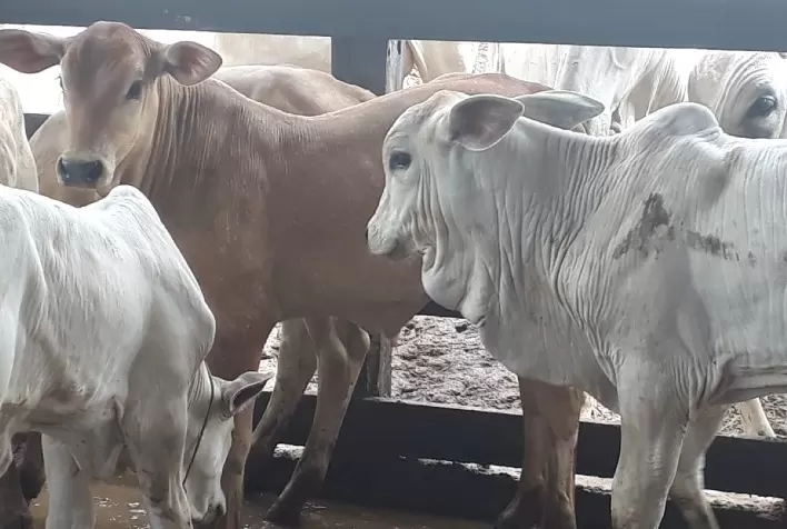 Genética do projeto Montana HJ, de Sergipe, evolui com apoio da associação de criadores