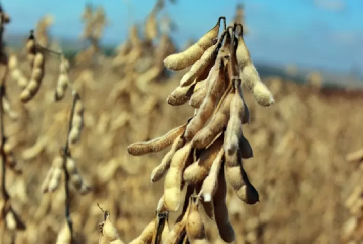Uma cultivar de soja muito amiga das abelhas